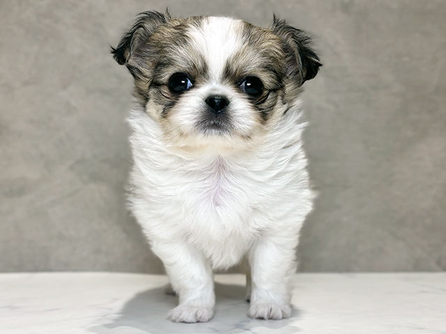 東京都のチワペキ/ペキチー/ペキチワ(チワワ×ペキニーズ) (ペッツファースト神楽坂店/2025年11月11日生まれ/女の子/パーティーカラー)の子犬の1枚目の画像