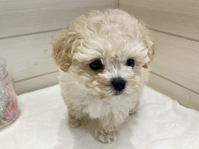 広島県のビションプー(ビションフリーゼ×プードル) (ペッツファースト広島府中店/2025年11月5日生まれ/女の子/クリーム)の子犬の1枚目の画像