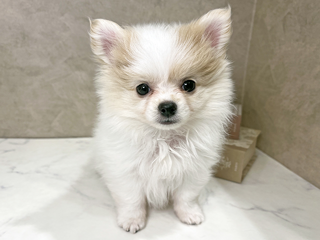 東京都のポメチワ/チワポメ/ポメチー(ポメラニアン×チワワ) (ペッツファースト武蔵小山店/2025年11月12日生まれ/女の子/ホワイトクリーム)の子犬の1枚目の画像