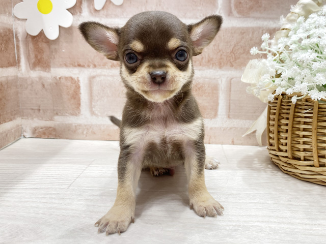 福岡県のチワワ(スムース) (ペッツファースト筑紫野店/2025年11月12日生まれ/男の子/チョコレートクリーム)の子犬の1枚目の画像