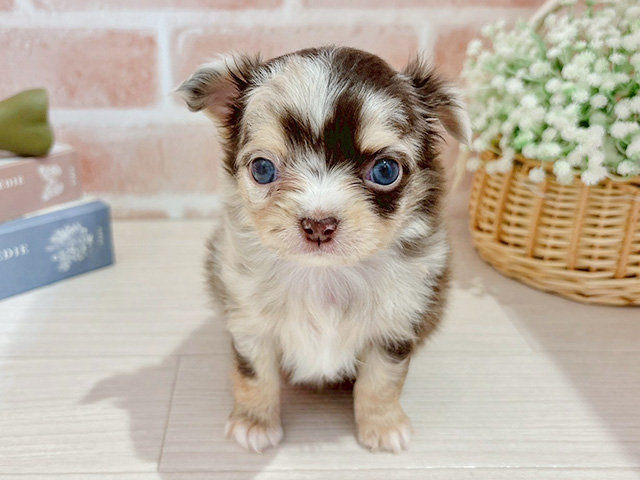 東京都のチワワ(ロング) (ペッツファースト自由が丘店/2025年11月12日生まれ/男の子/チョコレートマールホワイト)の子犬の1枚目の画像