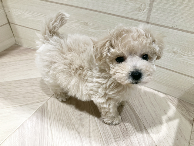 ビションフリーゼミックス