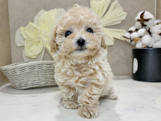 ビションフリーゼミックス, 性別 女の子, 誕生日 2025/11/11, 毛色 クリーム, 出身 群馬県, 店舗 神戸三宮センター街店(兵庫県), お問い合わせ番号 2509035