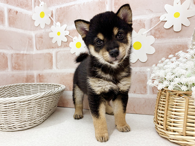 東京都の豆柴 (ペッツファーストお台場店/2025年11月11日生まれ/男の子/黒)の子犬の1枚目の画像