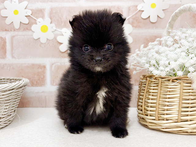 東京都のポメラニアン (ペッツファーストお台場店/2025年11月11日生まれ/男の子/ブラック)の子犬