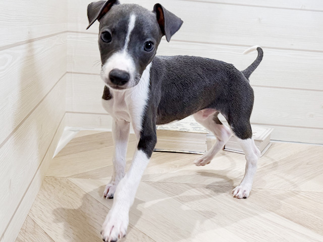 愛知県のイタリアングレーハウンド (ペッツファースト岡崎店/2025年11月12日生まれ/男の子/ブルーホワイト)の子犬の1枚目の画像
