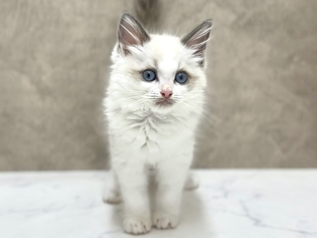 大阪府のラグドール (ペッツファースト心斎橋本店/2025年11月12日生まれ/男の子/ブルーポイントバイカラー)の子猫の1枚目の画像