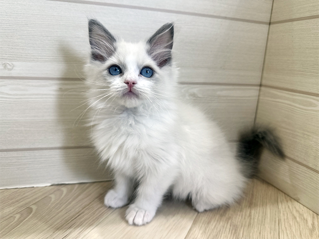 東京都のラグドール (ペッツファースト昭島店/2025年11月12日生まれ/男の子/ブルーポイントバイカラー)の子猫の1枚目の画像