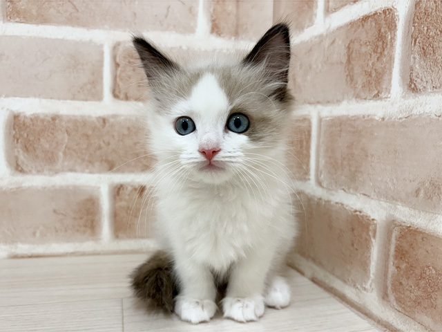 神奈川県のラグドール (ペッツファーストfor cats横浜元町店/2025年11月12日生まれ/女の子/シールポイントバイカラー)の子猫の1枚目の画像