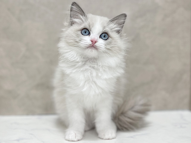 東京都のラグドール (ペッツファースト池袋店/2025年11月12日生まれ/女の子/ブルーポイントバイカラー)の子猫の1枚目の画像