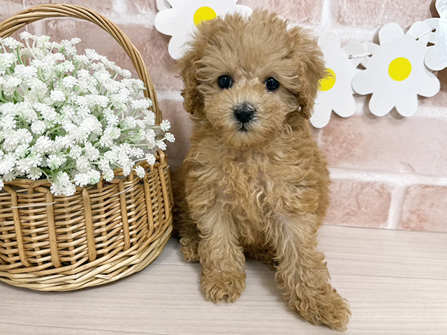 静岡県のトイプードル(トイ) (ペッツファースト富士南店/2025年11月12日生まれ/女の子/レッド)の子犬の1枚目の画像