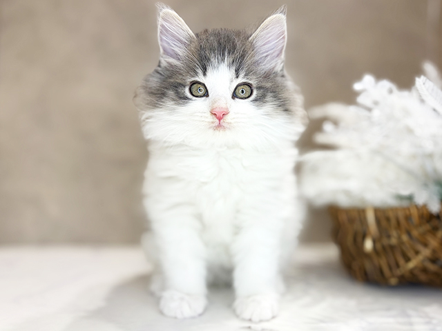 ノルウェージャンフォレストキャット