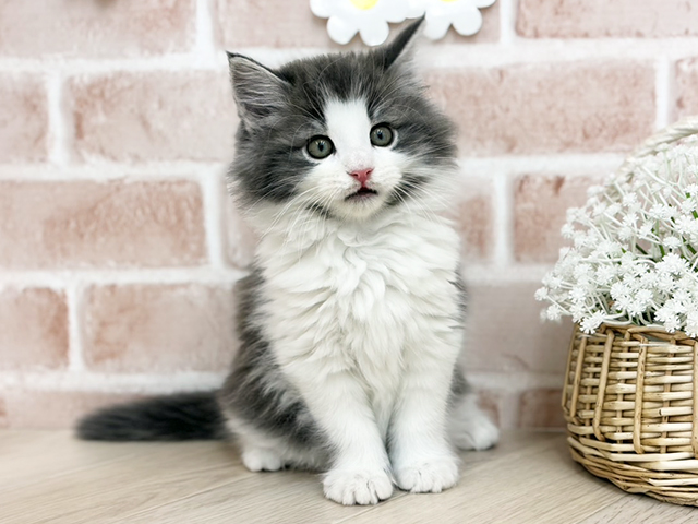 ノルウェージャンフォレストキャット