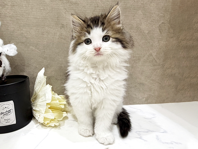 大阪府のノルウェージャンフォレストキャット (ペッツファースト難波店/2025年11月12日生まれ/男の子/ブラウンタビーホワイト)の子猫の1枚目の画像