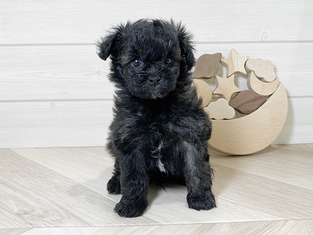 鳥取県のポメプー(ポメラニアン×プードル) (ペッツファースト日吉津店/2025年11月12日生まれ/男の子/ブリンドル)の子犬の1枚目の画像