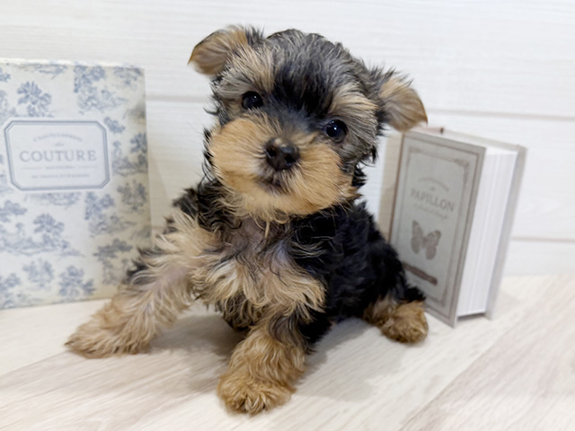 ヨークシャーテリア