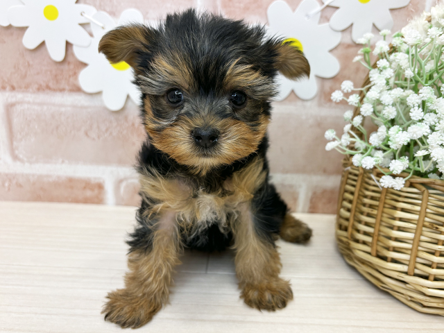 鹿児島県のヨークシャーテリア (ペッツファースト鹿児島店/2025年11月12日生まれ/男の子/スチールブルータン)の子犬の1枚目の画像
