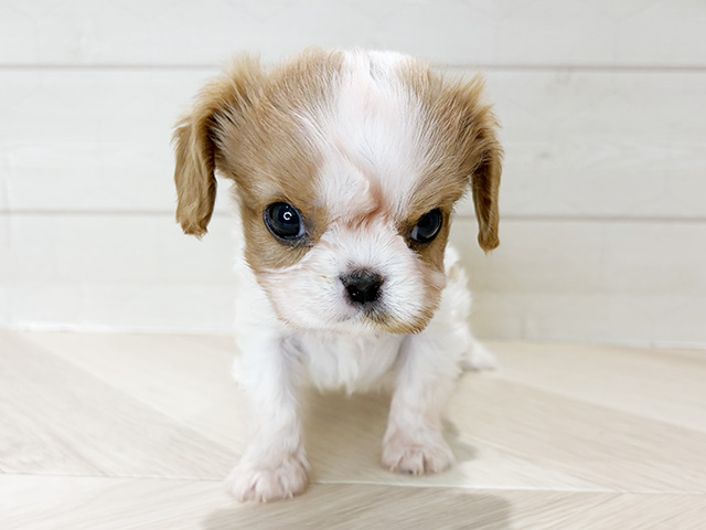 埼玉県のキャバリアキングチャールズスパニエル (ペッツファーストレイクタウン店/2025年11月12日生まれ/男の子/ブレンハイム)の子犬の1枚目の画像