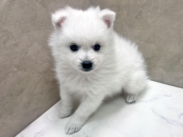 埼玉県の日本スピッツ (ペッツファースト岩槻店/2025年11月11日生まれ/男の子/ホワイト)の子犬の1枚目の画像