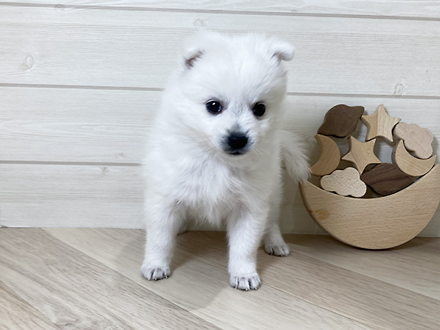 日本スピッツ, 性別 女の子, 誕生日 2025/11/11, 毛色 ホワイト, 出身 福島県, 店舗 日吉津店(鳥取県), お問い合わせ番号 2591216