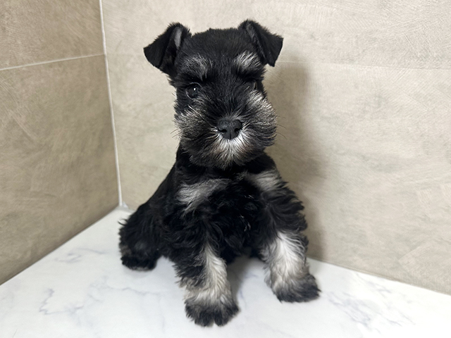 福岡県のミニチュアシュナウザー (ペッツファースト福津店/2025年11月10日生まれ/女の子/ブラックシルバー)の子犬