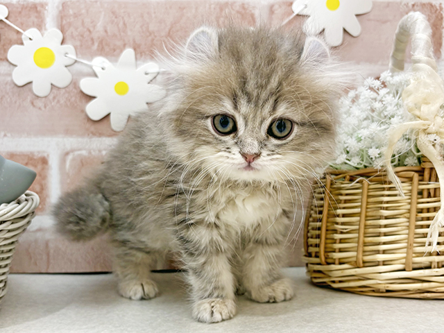 東京都のアメリカンカール (ペッツファーストお台場店/2025年11月11日生まれ/女の子/ブルータビー)の子猫