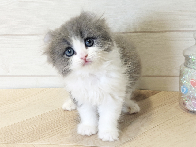 アメリカンカール