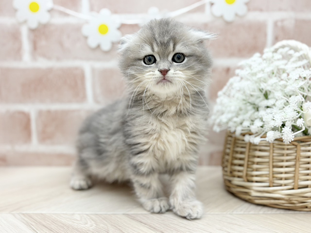東京都のスコティッシュフォールド (ペッツファーストfor cats武蔵小山店/2025年11月10日生まれ/男の子/ブルータビー)の子猫の1枚目の画像