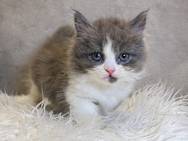 東京都のマンチカン (ペッツファースト青山店/2025年11月13日生まれ/男の子/ブルーホワイト)の子猫の1枚目の画像