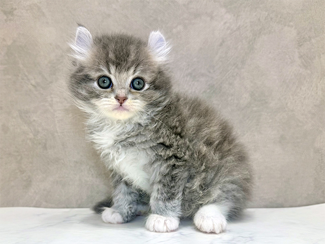 アメリカンカール