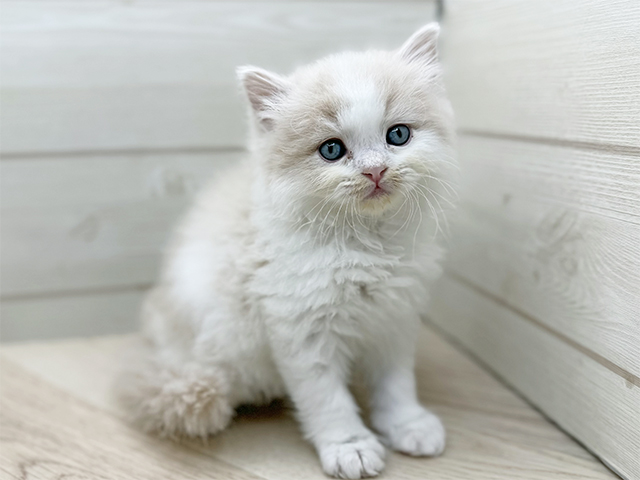 東京都のラガマフィン (ペッツファースト渋谷店/2025年11月10日生まれ/男の子/クリームタビーホワイト)の子猫