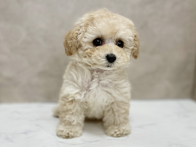 東京都のトイプードル(ティーカップ) (ペッツファースト池袋店/2025年11月13日生まれ/女の子/アプリコット)の子犬の1枚目の画像