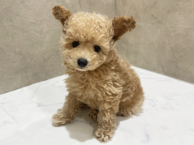 東京都のトイプードル(ティーカップ) (ペッツファースト中野店/2025年11月13日生まれ/男の子/アプリコット)の子犬の1枚目の画像