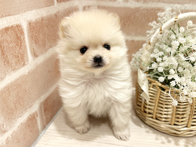 東京都のポメラニアン (ペッツファースト町田店/2025年11月13日生まれ/男の子/クリーム)の子犬