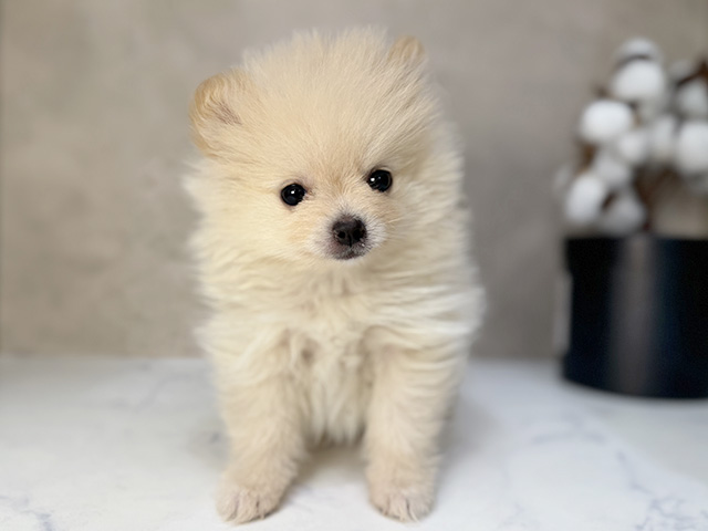 東京都のポメラニアン (ペッツファーストららぽーと立川立飛店/2025年11月13日生まれ/女の子/クリーム)の子犬の1枚目の画像