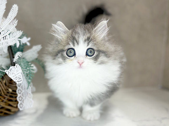 大阪府のマンチカン (ペッツファースト茶屋町店/2025年11月13日生まれ/男の子/ブルータビーホワイト)の子猫