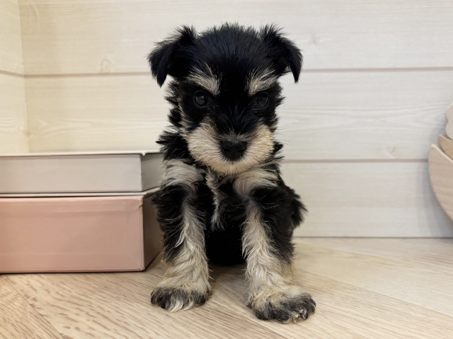 ミニチュアシュナウザー