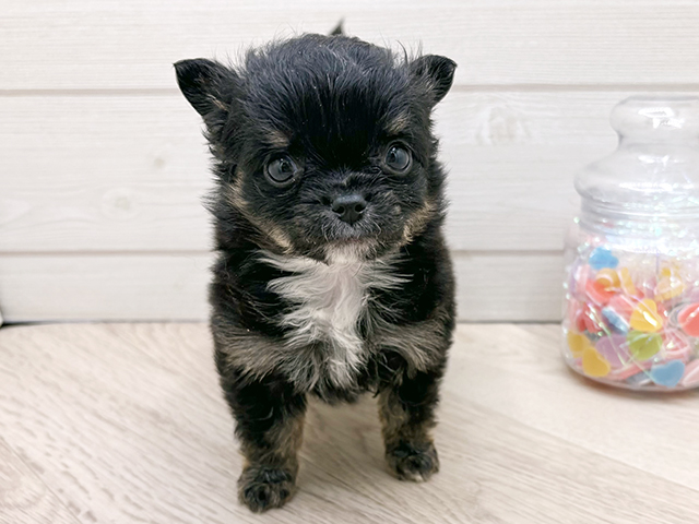 東京都のチワワ(ロング) (ペッツファースト渋谷店/2025年11月13日生まれ/女の子/ブラックタンホワイト)の子犬