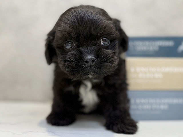 ペキニーズミックス