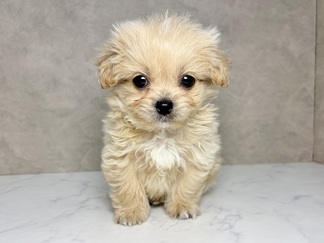 大阪府のペキマル/マルペキ(ペキニーズ×マルチーズ) (ペッツファースト東大阪店/2025年11月13日生まれ/男の子/クリーム)の子犬