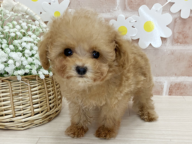 埼玉県のトイプードル(ティーカップ) (ペッツファースト春日部店/2025年11月13日生まれ/男の子/アプリコット)の子犬の1枚目の画像