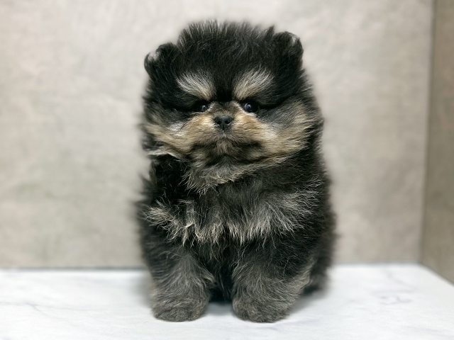 東京都のポメラニアン (ペッツファースト池袋店/2025年11月13日生まれ/女の子/ブラックタン)の子犬の1枚目の画像