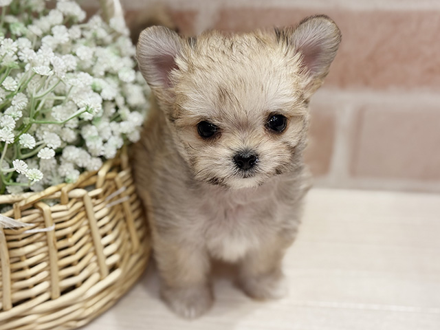大阪府のチワマル/マルチワ(チワワ×マルチーズ) (ペッツファースト北心斎橋店/2025年11月12日生まれ/女の子/クリームセーブル)の子犬