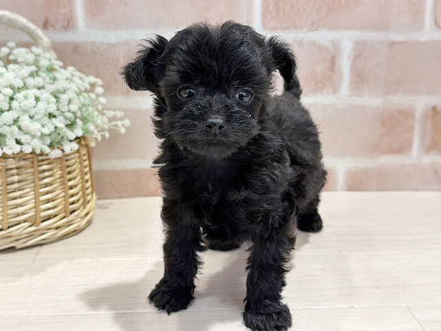 神奈川県のチワプー/プーチー(チワワ×プードル) (ペッツファースト横浜元町店/2025年11月13日生まれ/女の子/ブラック)の子犬の1枚目の画像