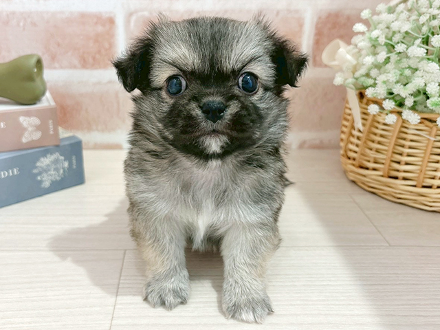 東京都のチワペキ/ペキチー/ペキチワ(チワワ×ペキニーズ) (ペッツファースト自由が丘店/2025年11月13日生まれ/男の子/フォーンホワイト)の子犬の1枚目の画像