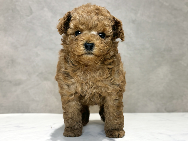 トイプードル