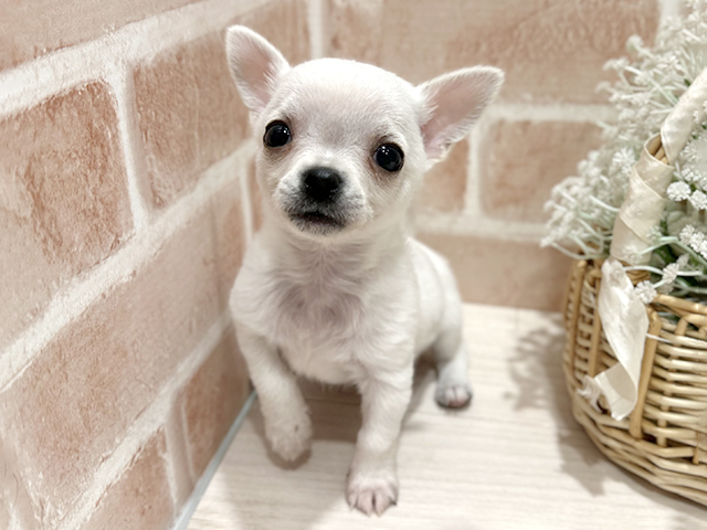 東京都のチワワ(スムース) (ペッツファースト町田店/2025年11月13日生まれ/男の子/ホワイト)の子犬