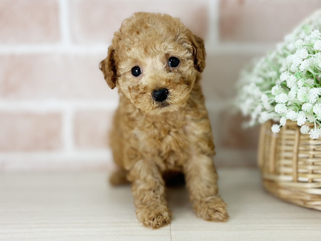 京都府のトイプードル(タイニー) (ペッツファースト京都店/2025年11月13日生まれ/女の子/アプリコット)の子犬の1枚目の画像