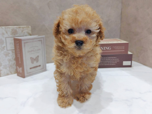 奈良県のトイプードル(タイニー) (ペッツファースト橿原店/2025年11月13日生まれ/男の子/アプリコット)の子犬の1枚目の画像