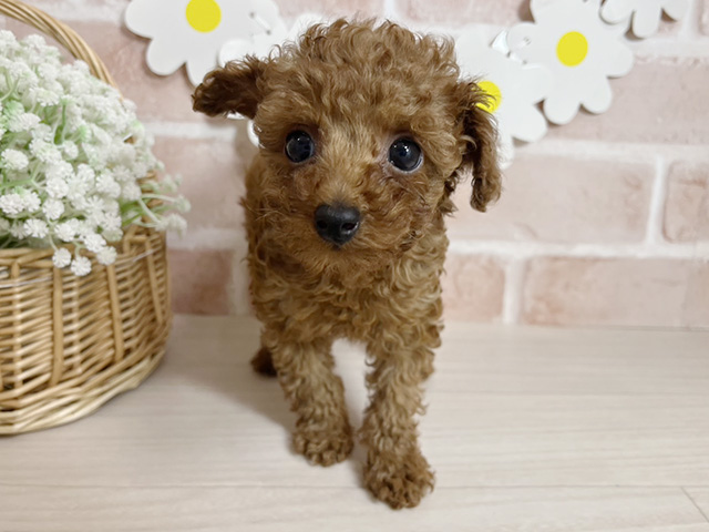 静岡県のトイプードル(ティーカップ) (ペッツファースト富士南店/2025年11月13日生まれ/男の子/レッド)の子犬の1枚目の画像